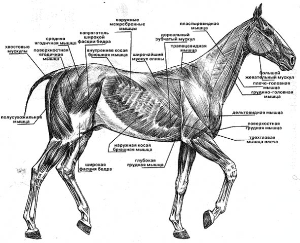 Анатомия лошади. Как правильно нарисовать лошадь. 