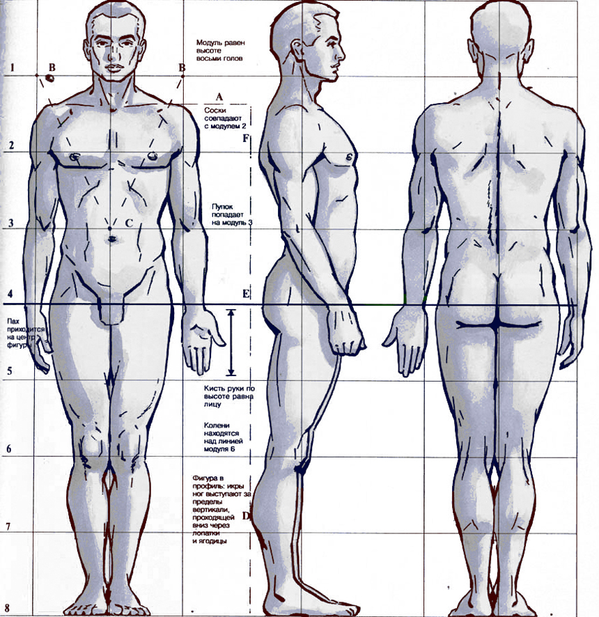 Пропорции тела человека рисунок