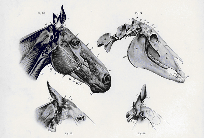 Анатомия головы лошади